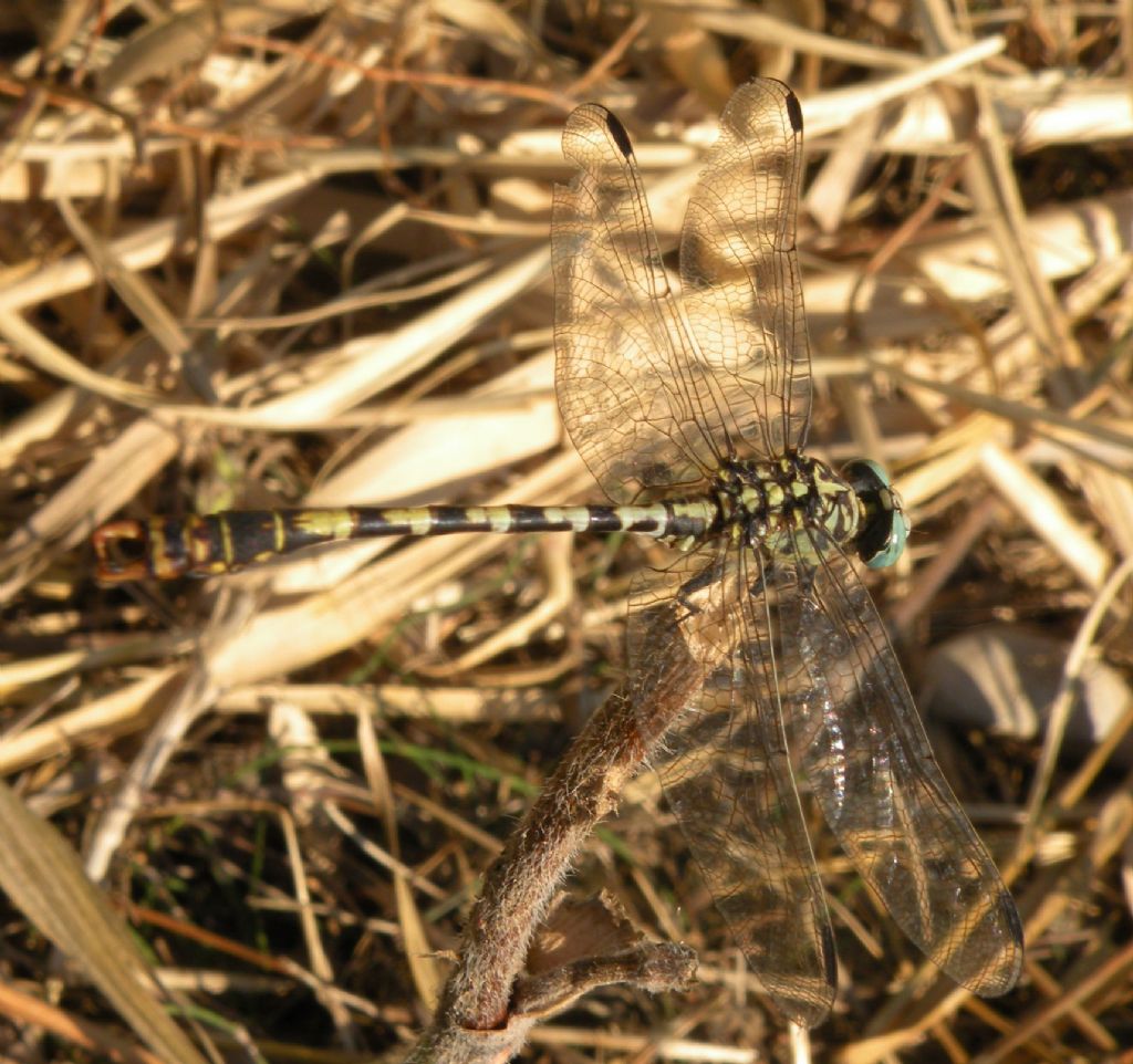 Il mio primo Gomphidae! Onychogomphus f. forcipatus